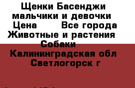 Щенки Басенджи ,мальчики и девочки › Цена ­ 1 - Все города Животные и растения » Собаки   . Калининградская обл.,Светлогорск г.